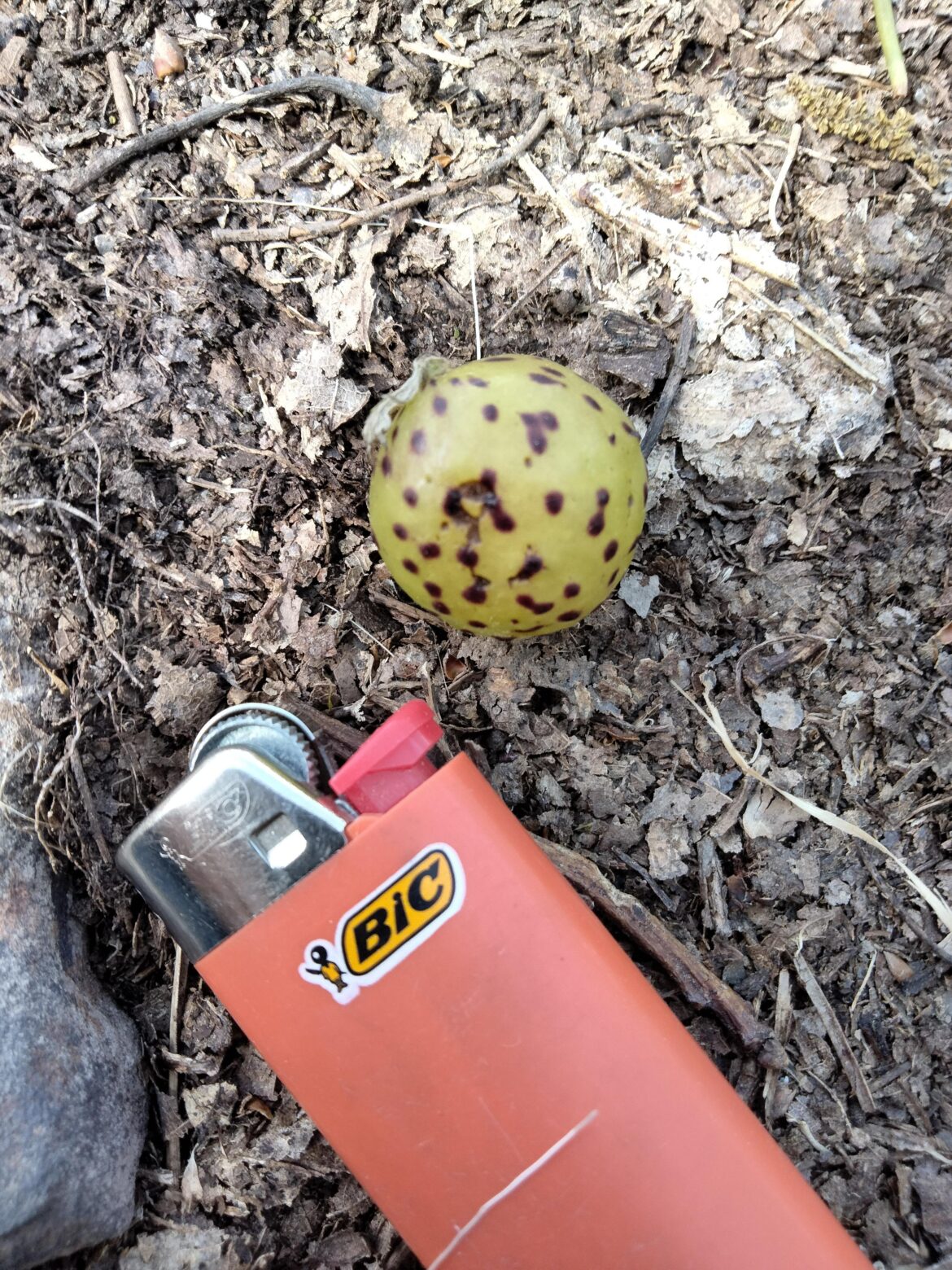 What is this? I'm about 5,000 ft up in Western VA, feels like a grape