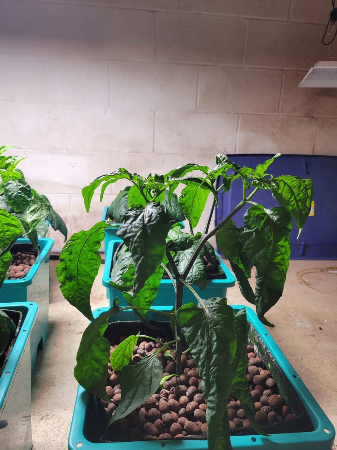 Why are my Jalapenos so tall and my Bell Peppers so short? Planted same