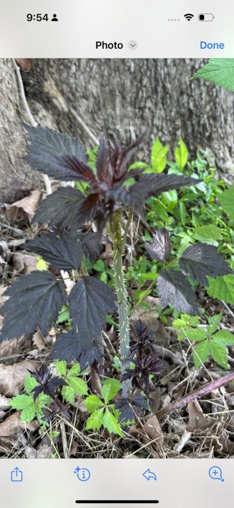 Mutant black raspberry