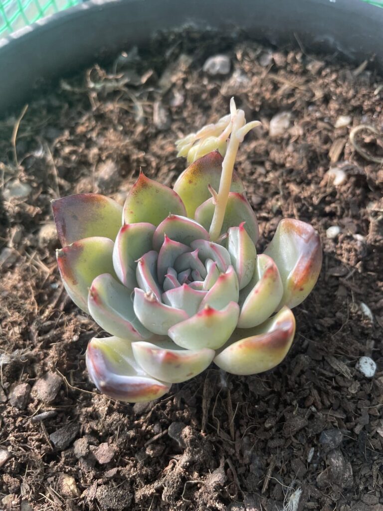 Very rare cold hardy echeveria ID please