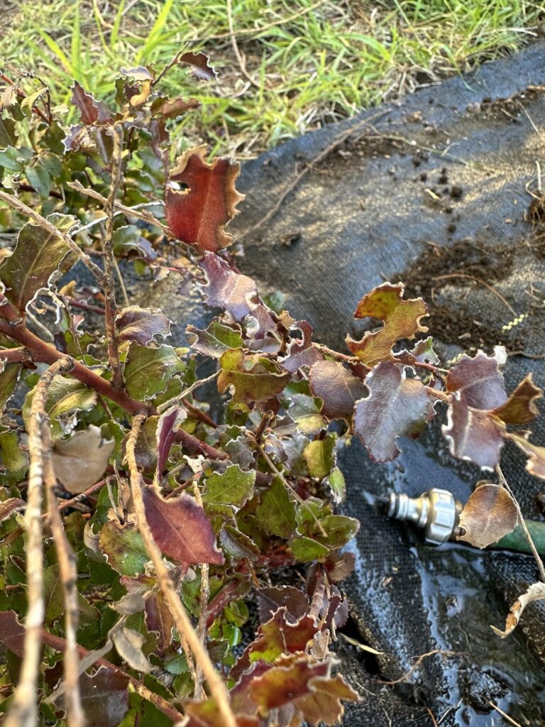 What could be eating my poor huckleberry?