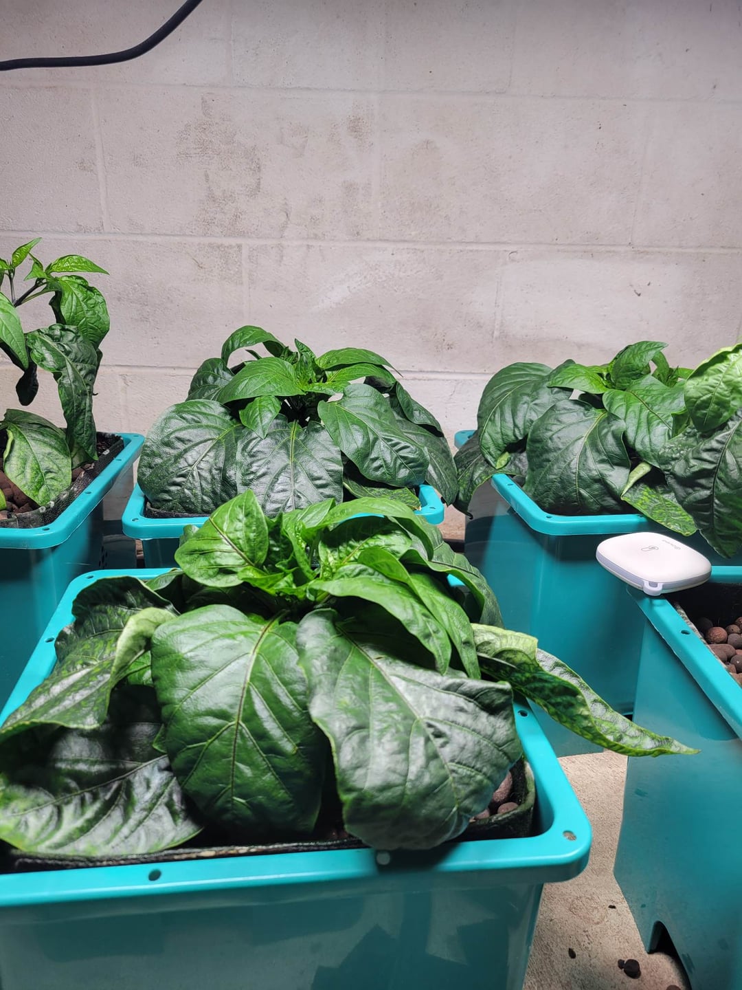 Why are my Jalapenos so tall and my Bell Peppers so short? Planted same