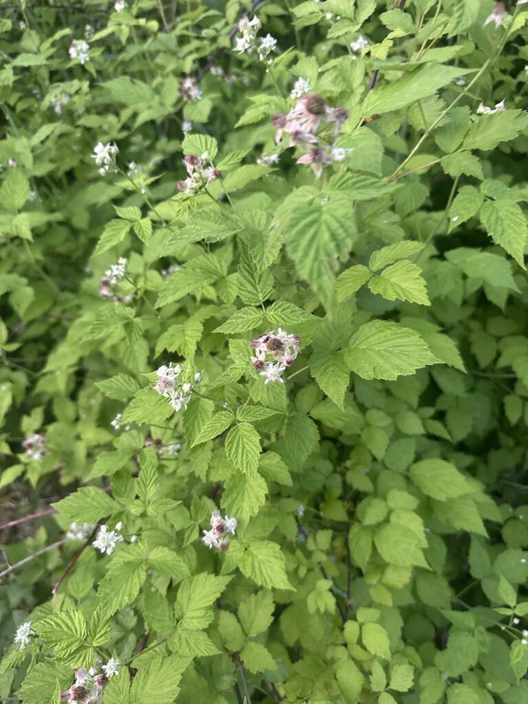Berry season!