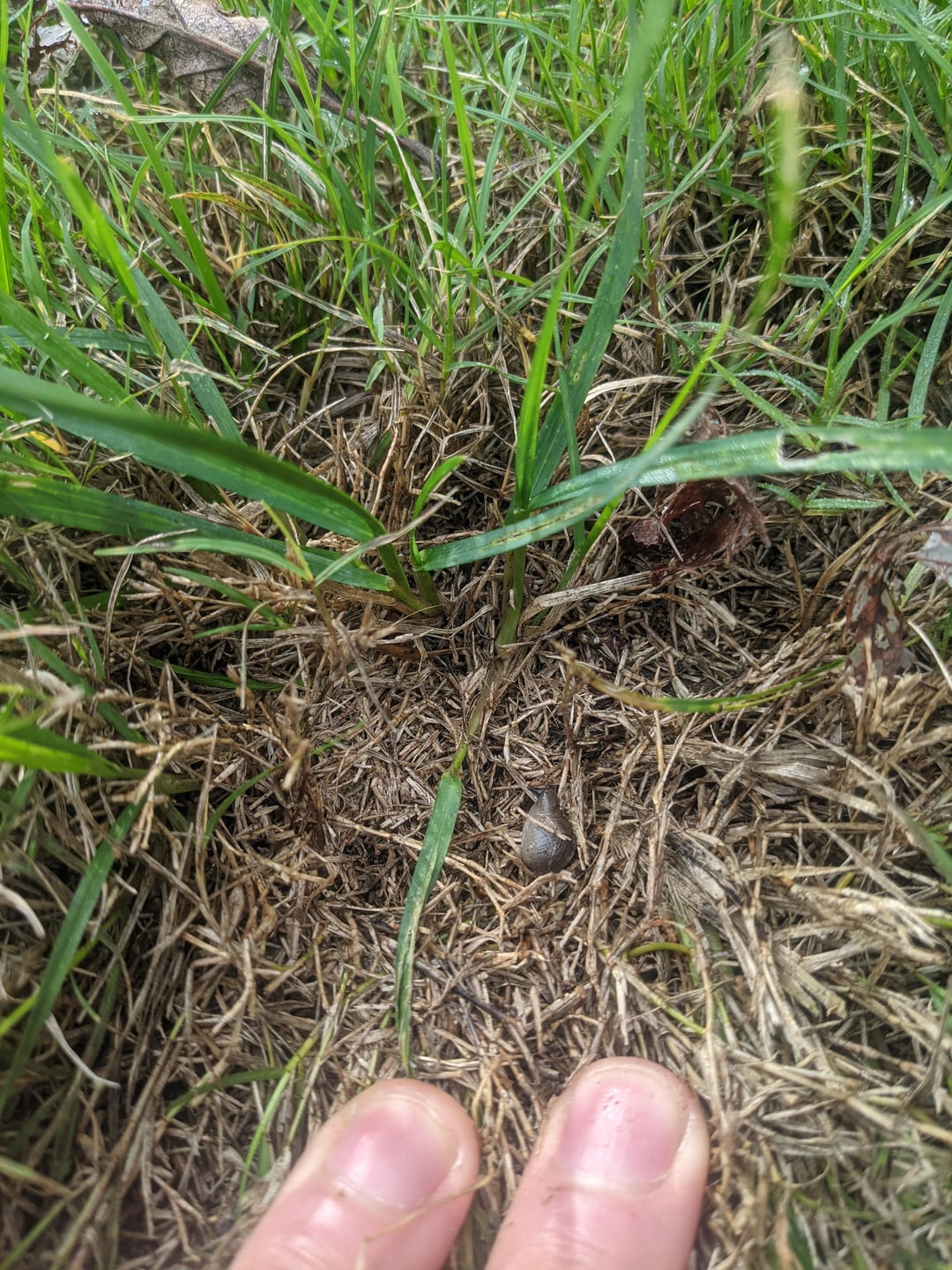 Trying to get rid of this odd patch on my couch lawn. I thought it was