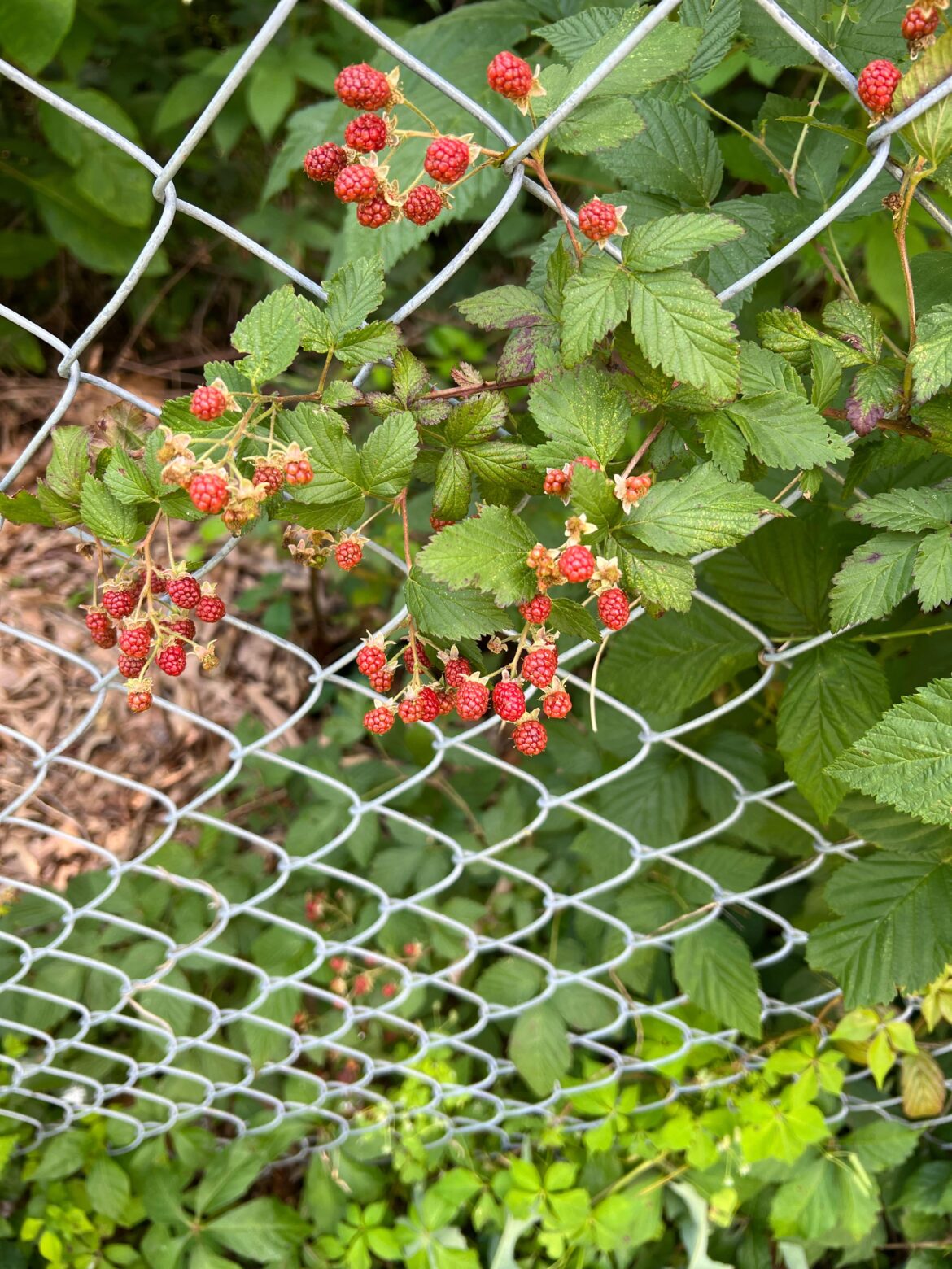 Can any tell me what these are?