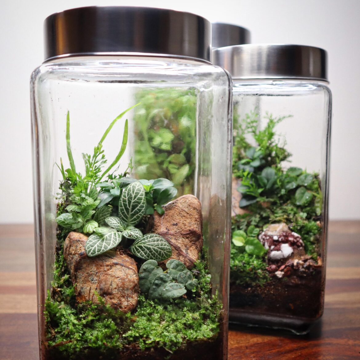 #terrariums
