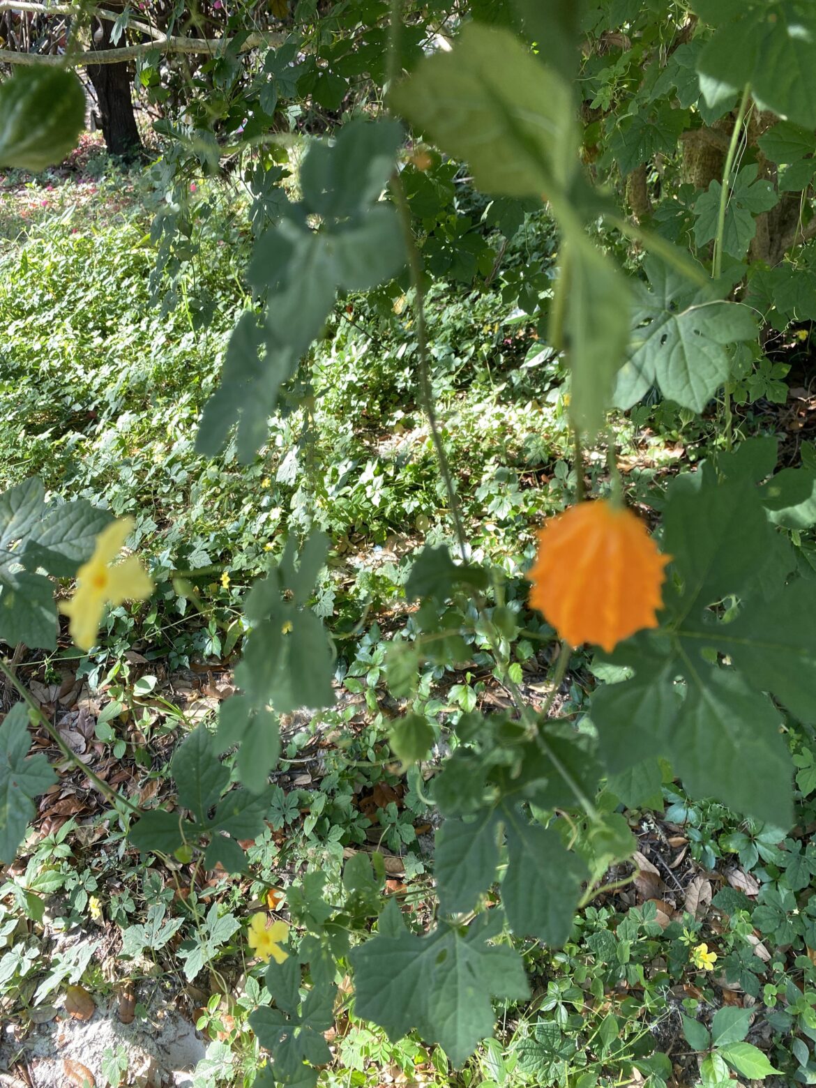 What is this?