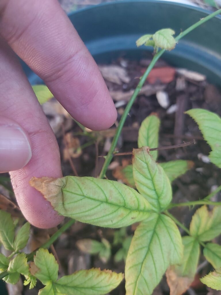 need help with blackberry plant