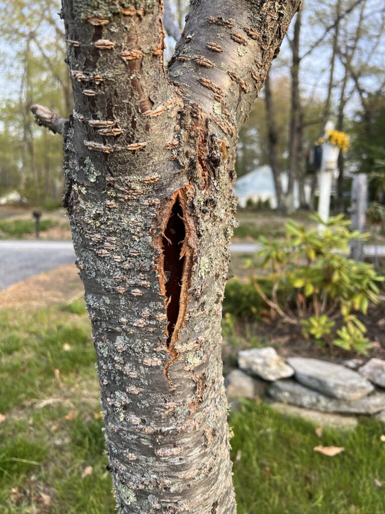 Split bark frost damage on cherry tree- now what?