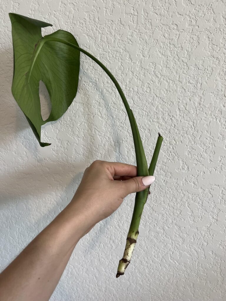 Monstera