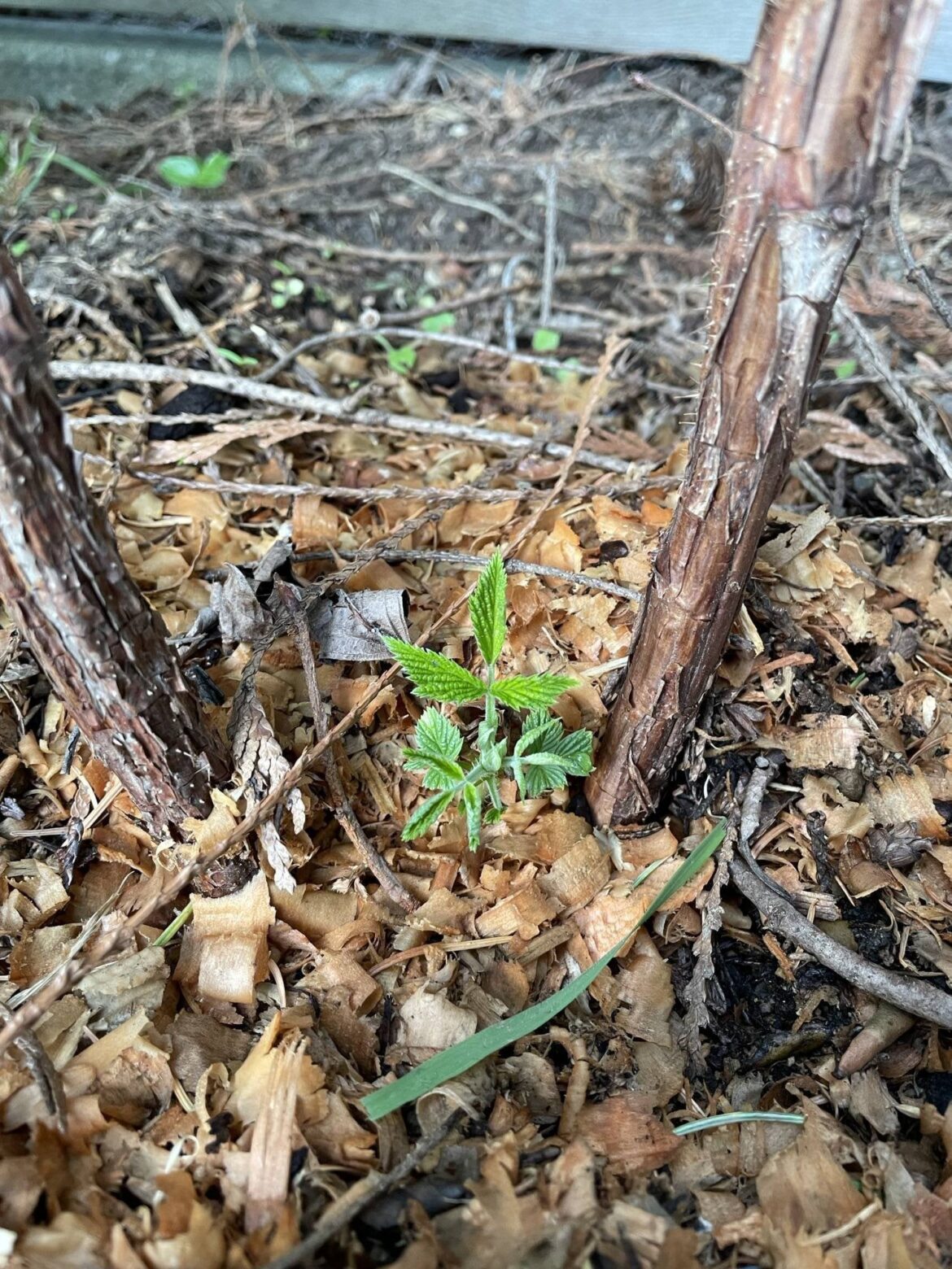 Planted this in February. Is this how it wakes up?