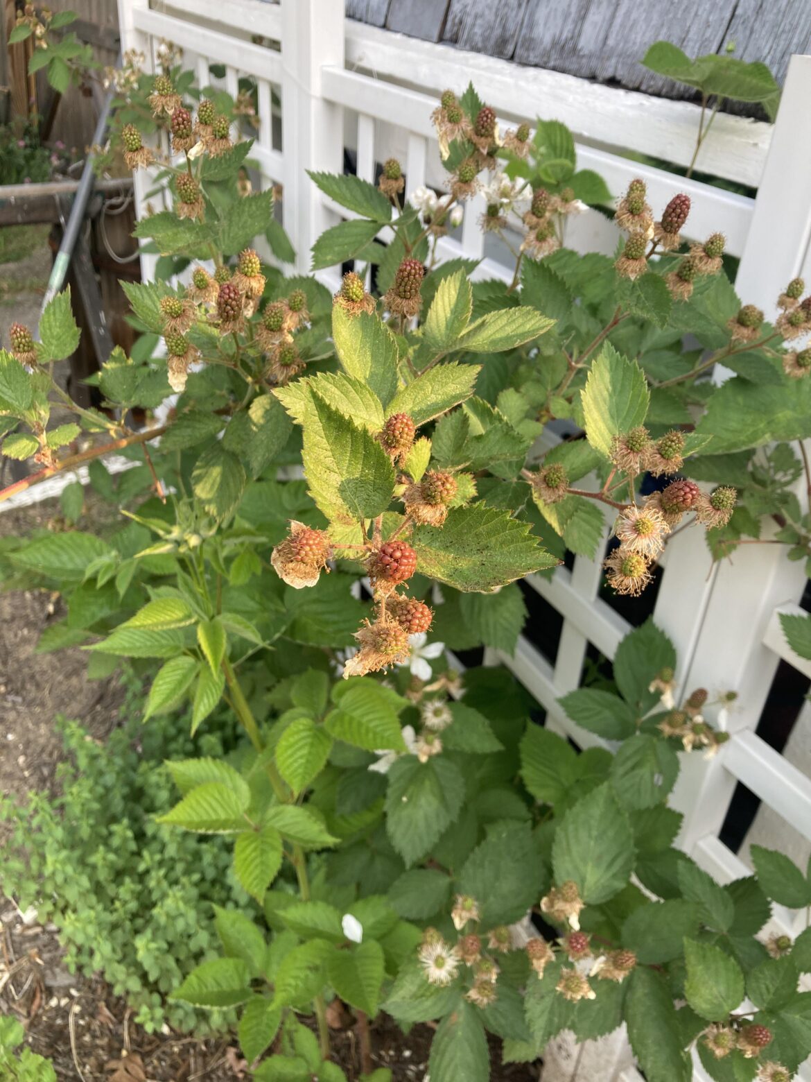 We’re finally gonna have so many blackberries! …if I can beat the flying dinosaurs to them. Any favorite bird deterrent hacks?