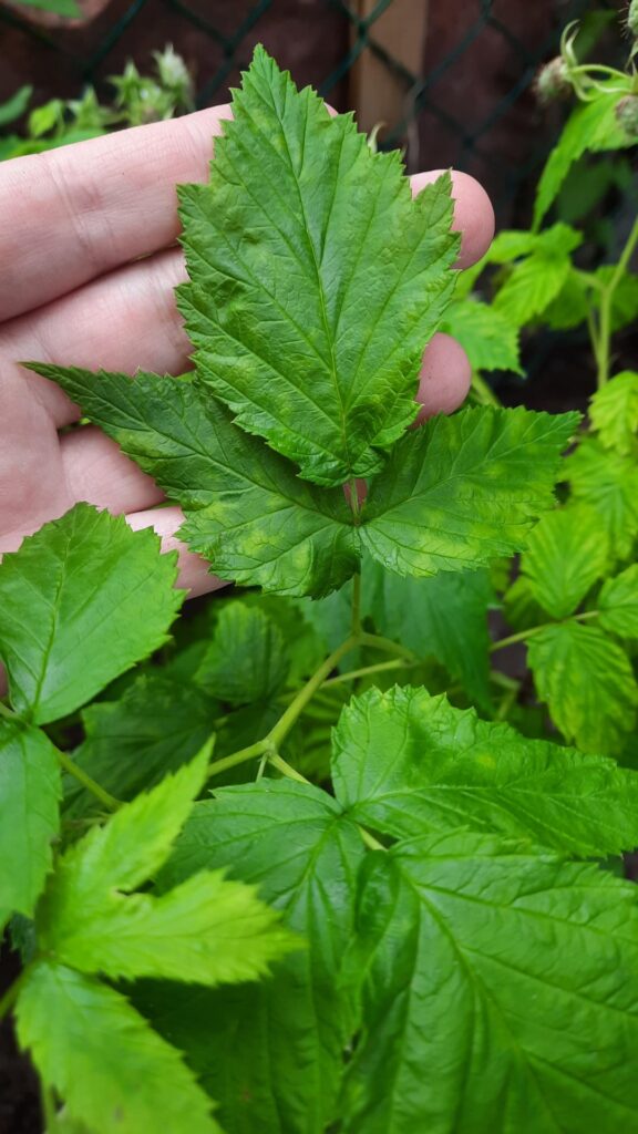 Is this yellow coloration on my raspberry bush normal? It's a Anne variety