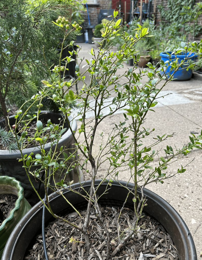 Blueberry issues: please help