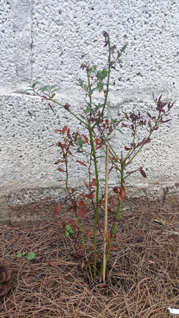 Seeking Blueberry advice