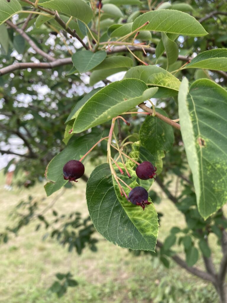 Can anyone ID this?