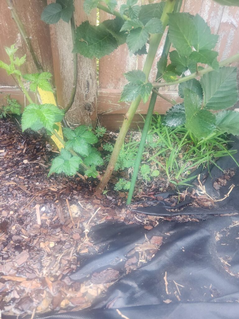 Only one cane for blackberries? Am I supposed to prune?
