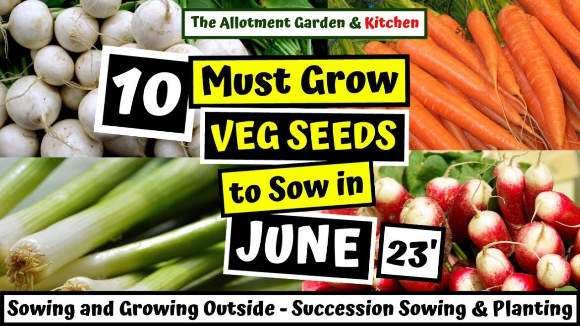 What Veg to Sow in June | Easy to Grow Veg for a Super Summer/Autumn/Winter Harvest #112