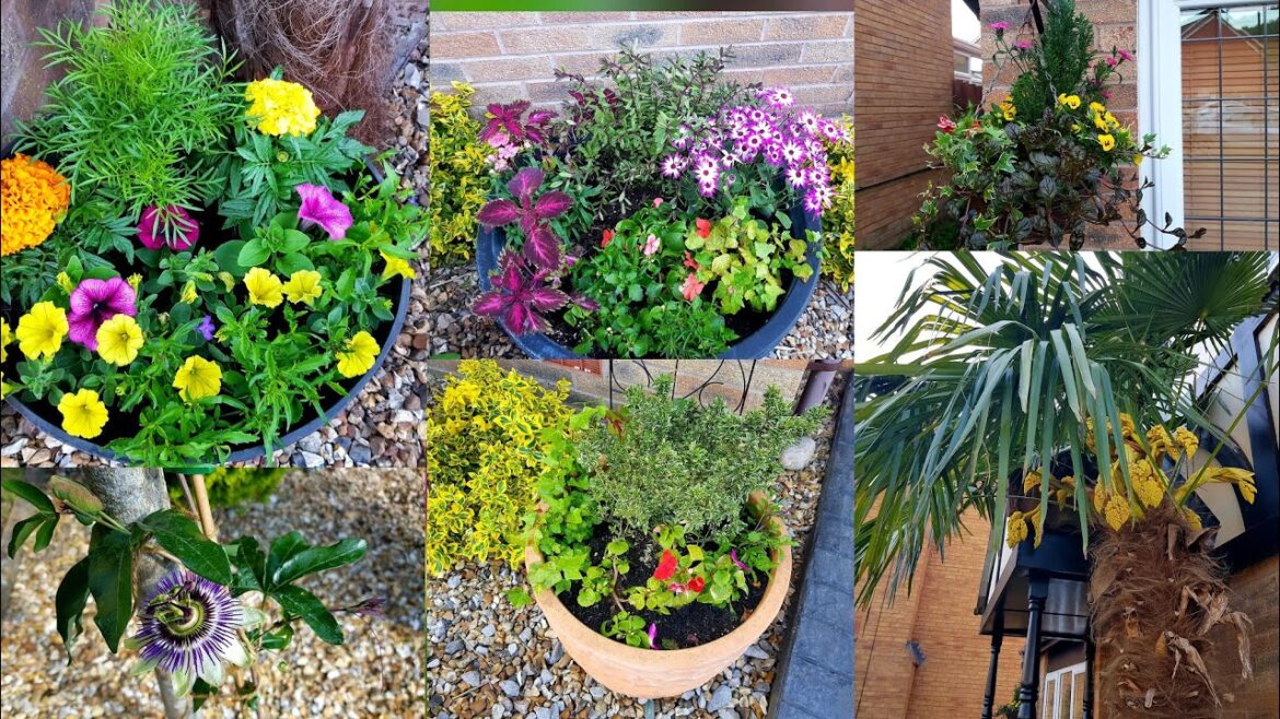 Frontyard garden tour~ Planting beautiful containers with summer annuals ~ Flower buds on Palm tree