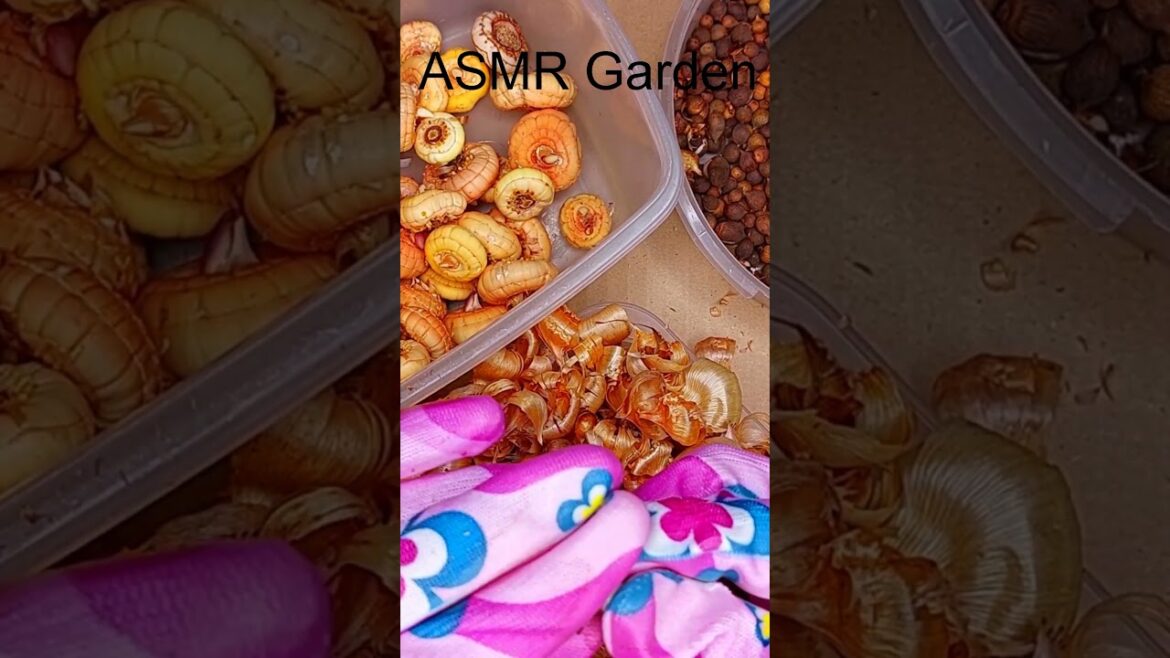 container garden #Shorts