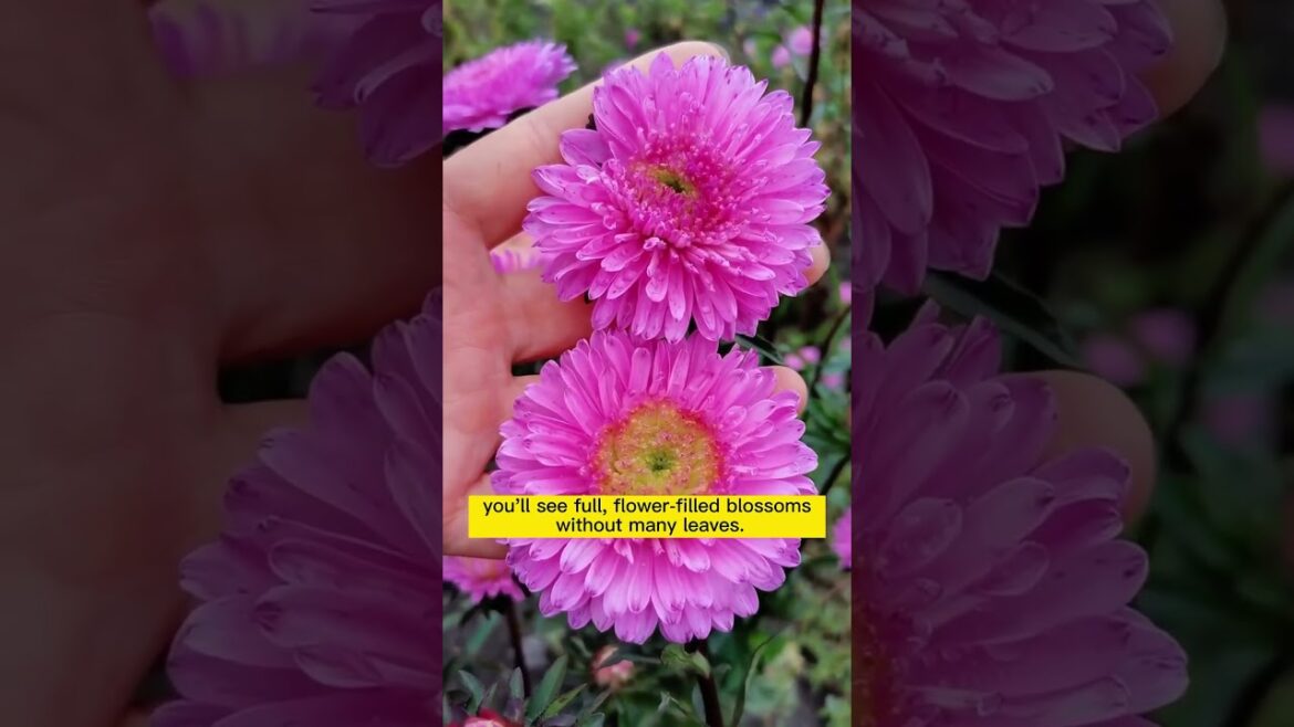 Rainbow Callistephus🦋#callistephus #diygarden #summerflowers #flowergarden #flowergardener #Shorts Rainbow Callistephus🦋#callistephus #diygarden #summerflowers #flowergarden #flowergardener #Shorts