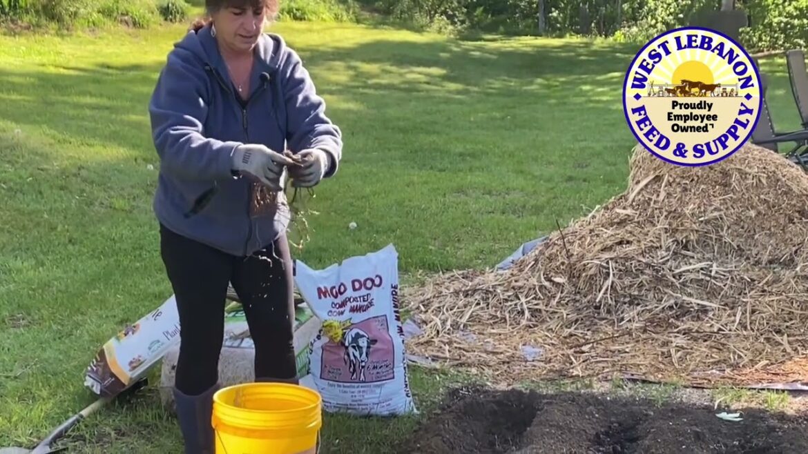 Gardening Tips with Jerilyn — Planting Asparagus