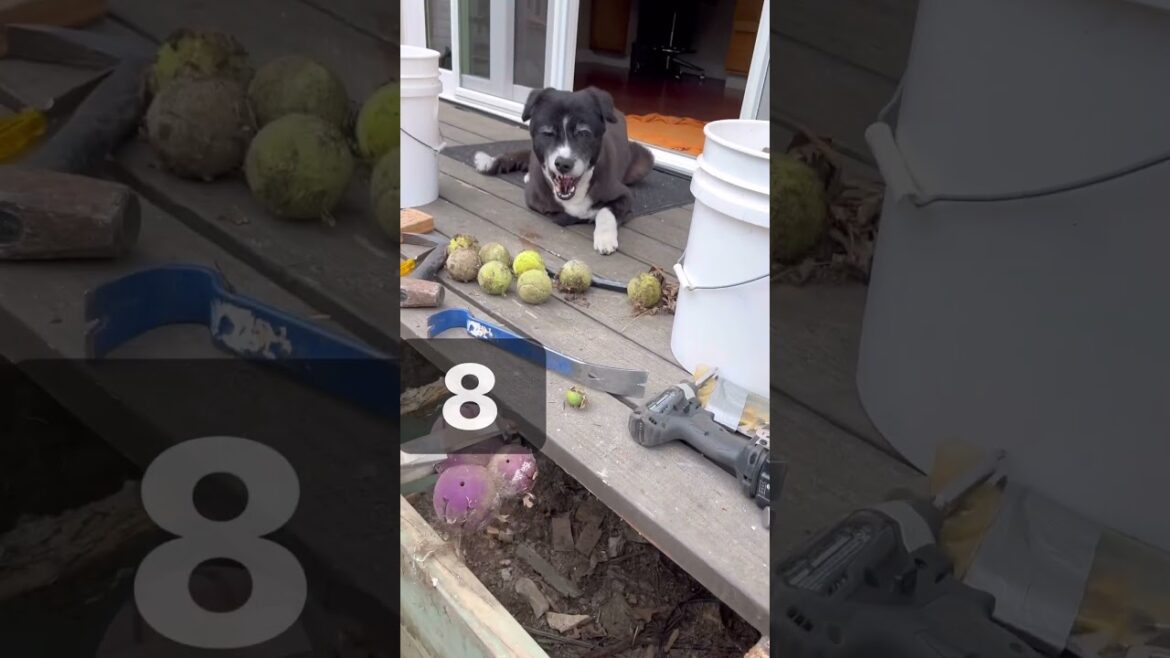 You won’t believe what we find under our deck!
