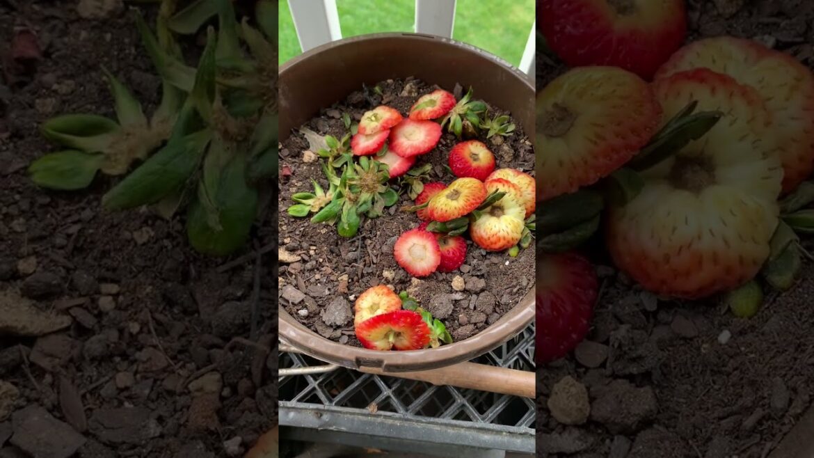 Add Kitchen Scraps to Canna Containers! #organicfertilizer #containergardening
