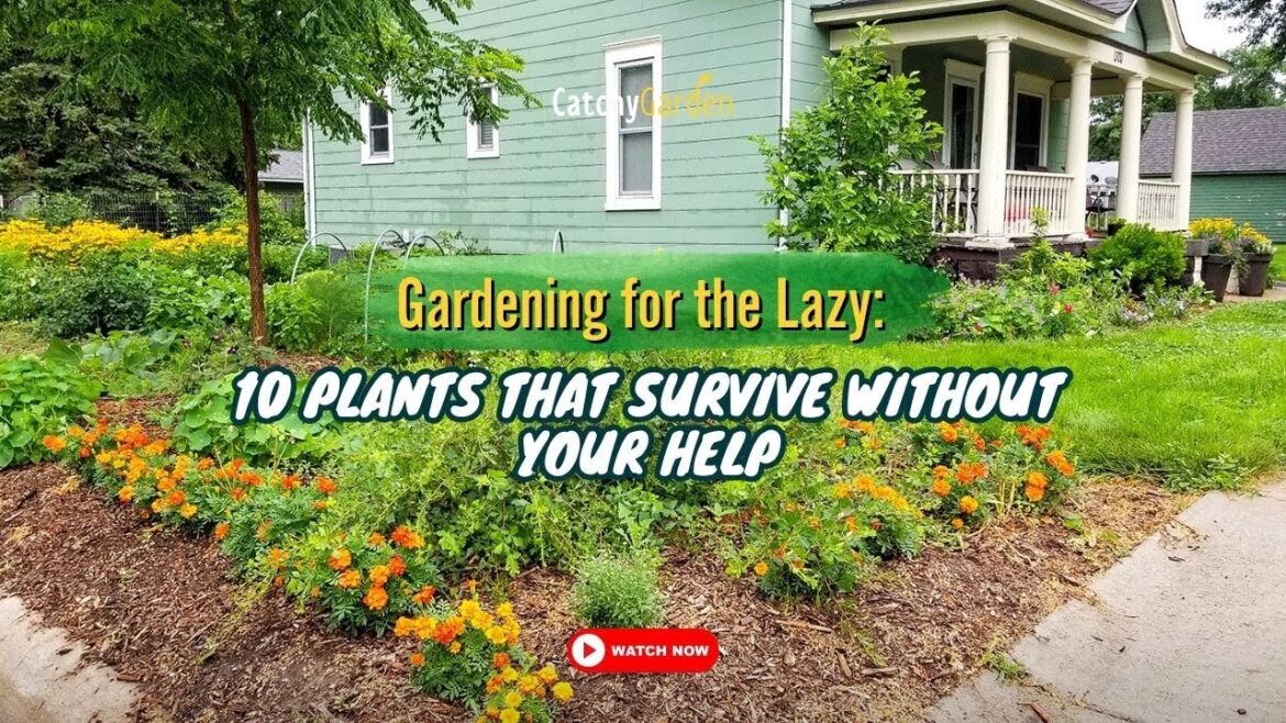 Gardening for the Lazy: 10 Plants That Survive Without Your Help π»π±πΈ // Gardening Ideas Gardening for the Lazy: 10 Plants That Survive Without Your Help π»π±πΈ // Gardening Ideas