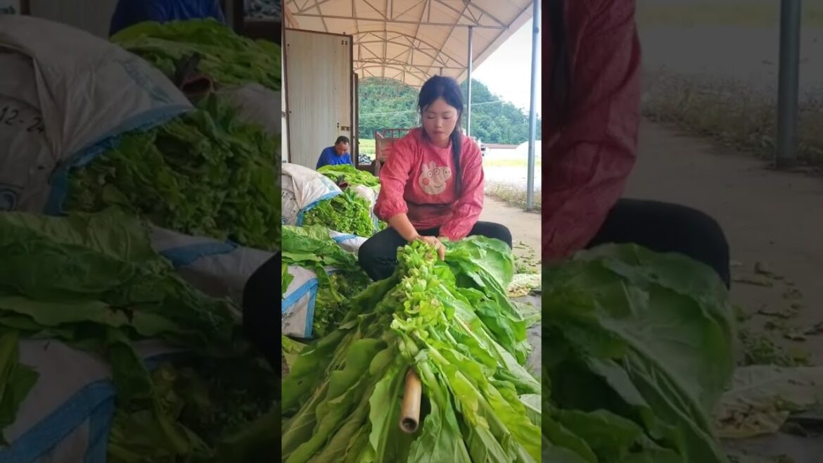 Tobacco farming! G4875