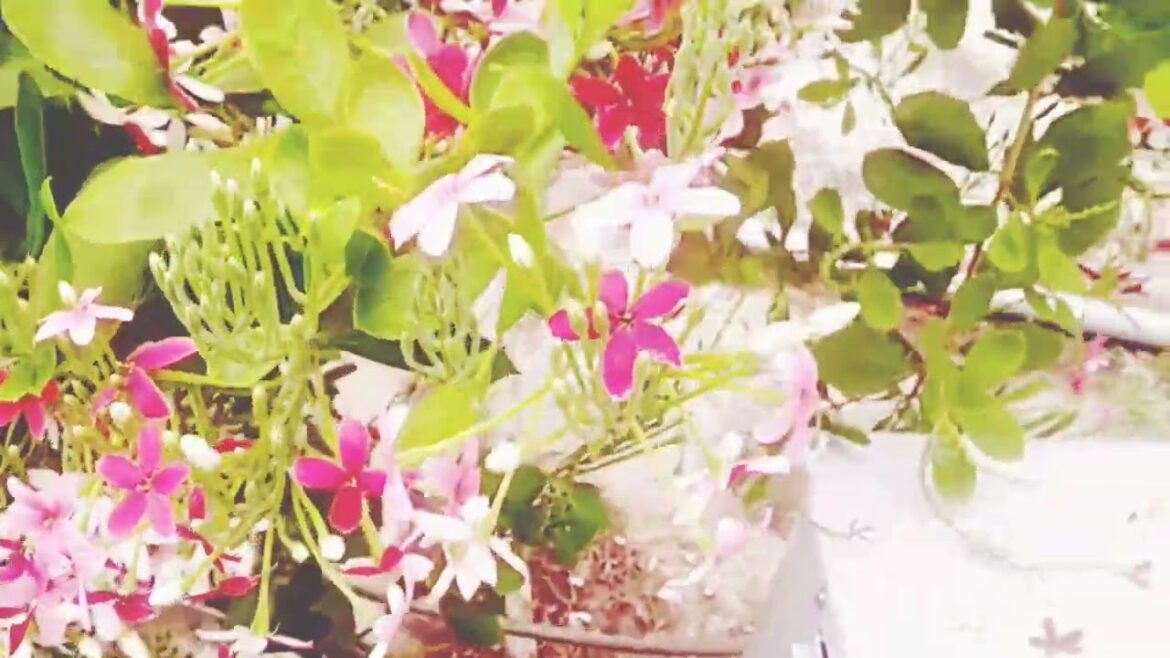 Madovilata flowers tree. Garden design idea. Garden planning #viral#video#viralvideo #design#flowers Madovilata flowers tree. Garden design idea. Garden planning #viral#video#viralvideo #design#flowers