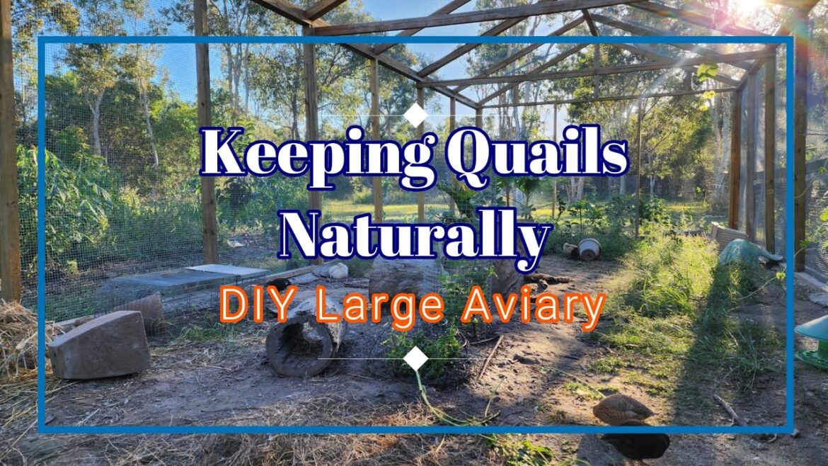 Building Large Aviary from Scratch DIY for your Quails and other Birds