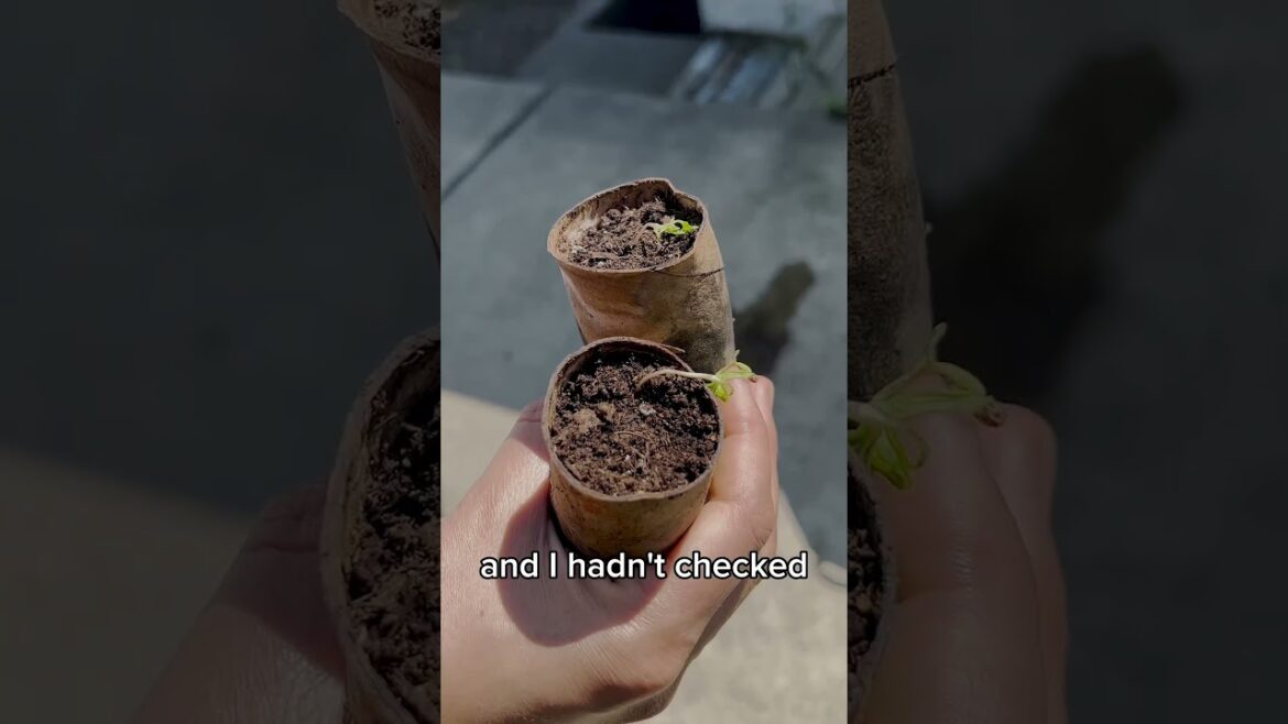 Paper vs. Plastic Seedling Containers - Our Experience