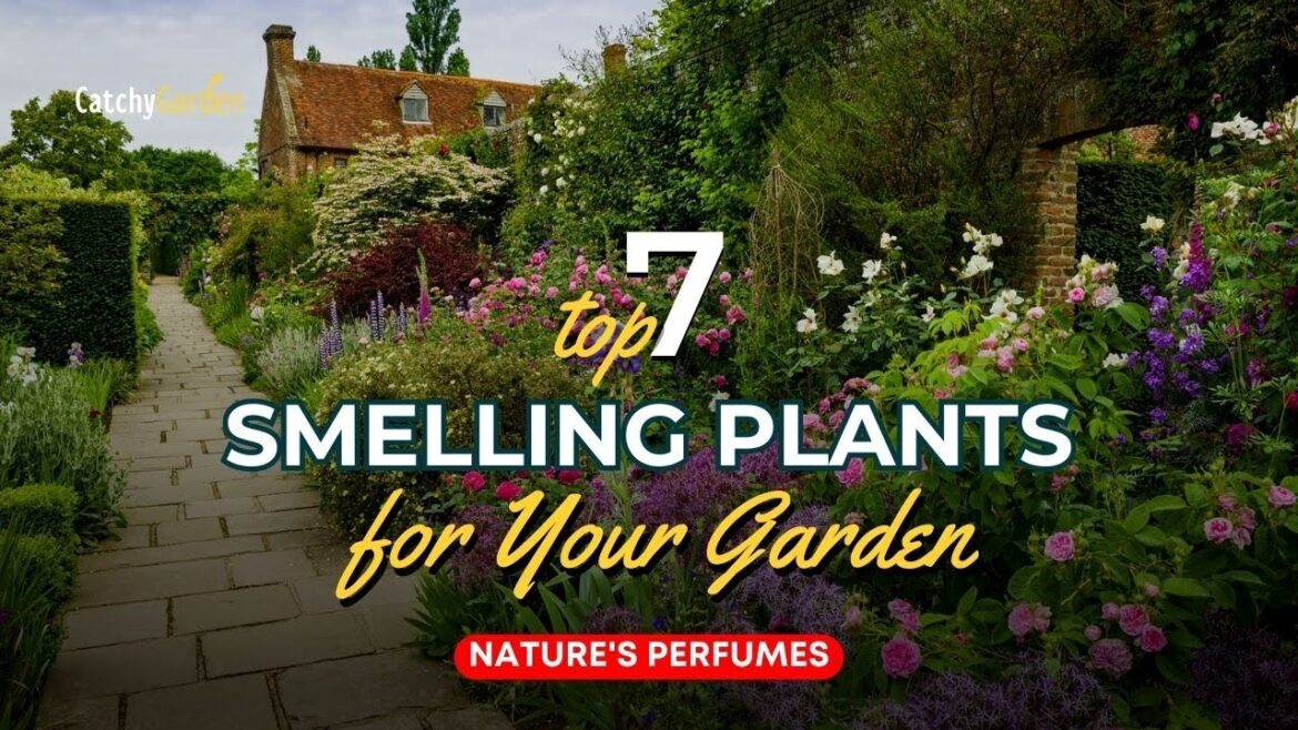 Nature’s Perfumes: 7 Best Smelling Plants for Your Garden πΈπ·π // Gardening Ideas Nature's Perfumes: 7 Best Smelling Plants for Your Garden πΈπ·π // Gardening Ideas