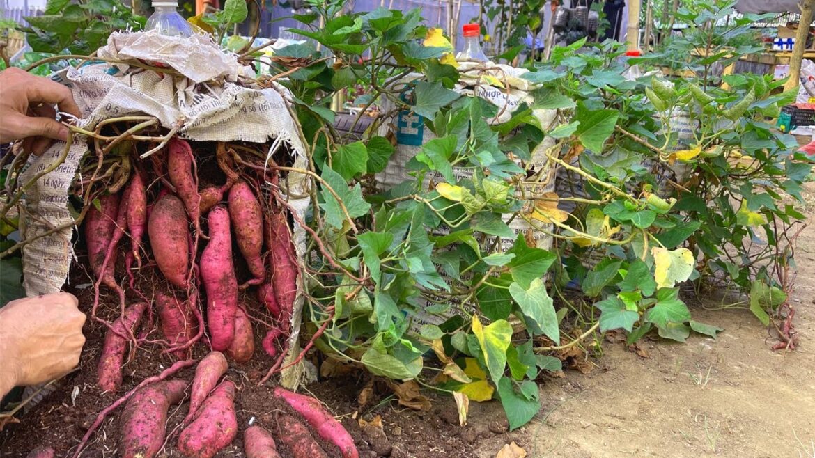 Why does growing sweet potato in a bag of soil have bigger tubers? Here is the answer Why does growing sweet potato in a bag of soil have bigger tubers? Here is the answer