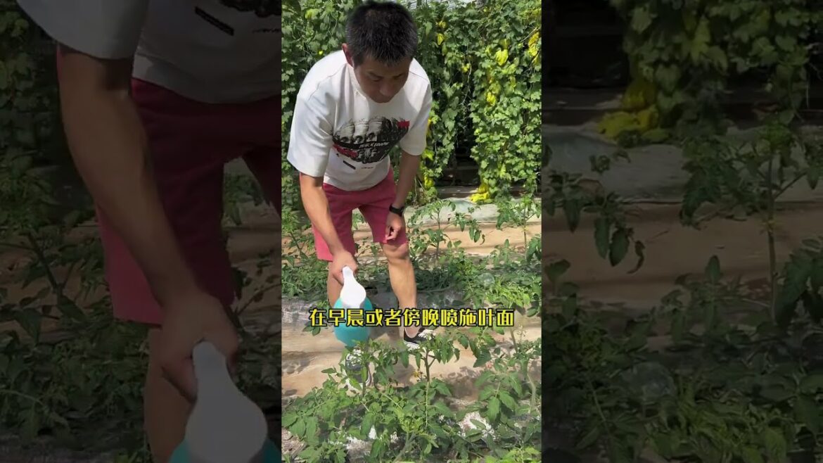 I growing garden at home by Meimei/ Vegetable I growing garden at home by Meimei/ Vegetable