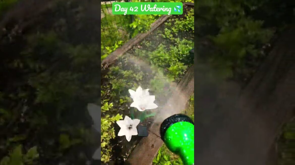 Gardening – Day 42 – 10 Watering Tips For Plants in Description , #gardening #wateringplants #tips Gardening - Day 42 - 10 Watering Tips For Plants in Description , #gardening #wateringplants #tips