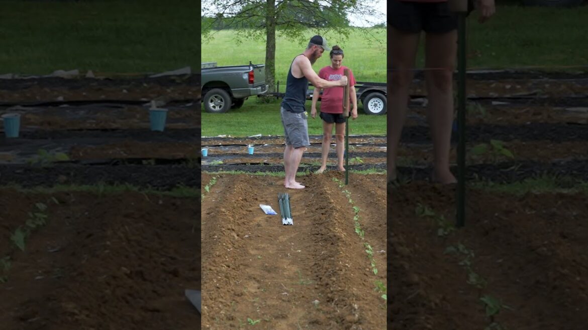 Easy Garden Trellis for Green Beans Using Cattle Panels #gardening