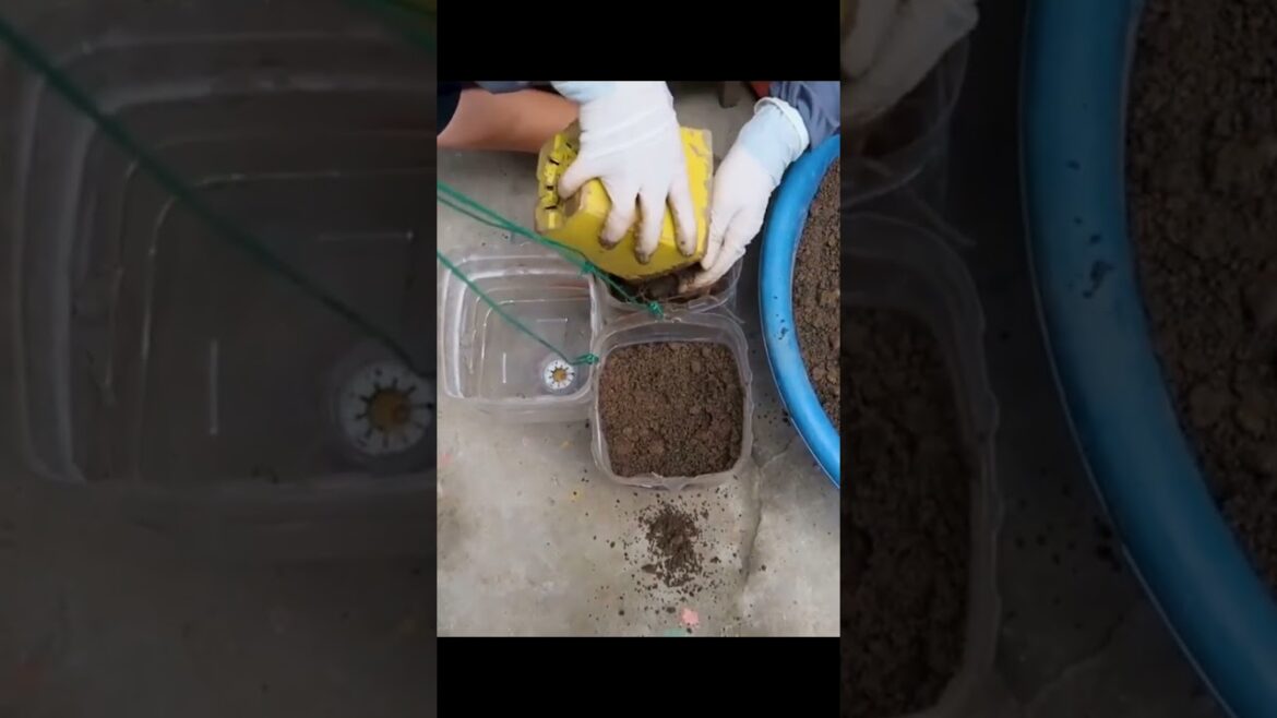 Tips for growing eggplant at home