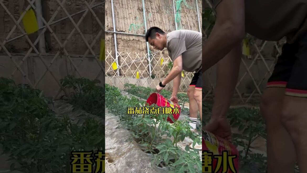 I growing garden at home by Meimei/ Vegetable I growing garden at home by Meimei/ Vegetable