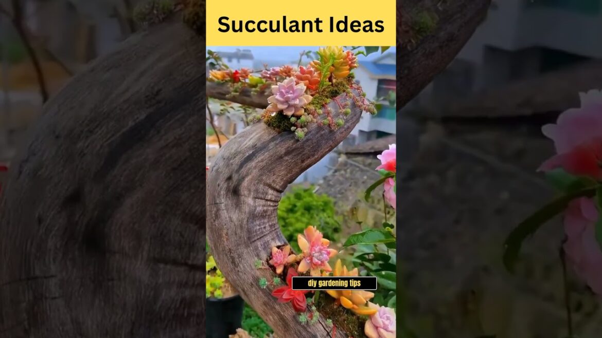 DIY Succulant Ideas #shorts #shortsfeed #succulent #succulentcare DIY Succulant Ideas #shorts #shortsfeed #succulent #succulentcare
