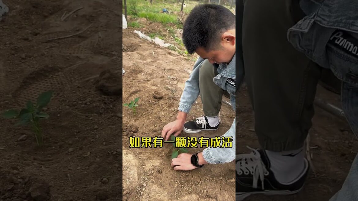 I growing garden at home by Meimei/ Vegetable I growing garden at home by Meimei/ Vegetable