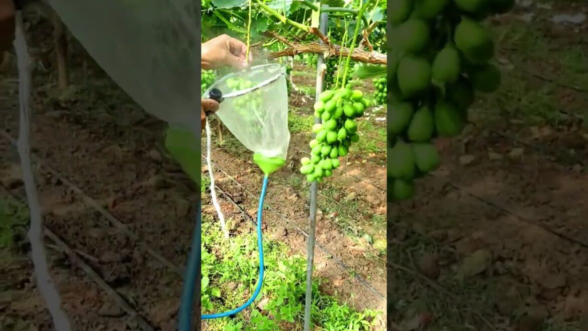 Shine Muscat Grapes farming! #shorts G4882