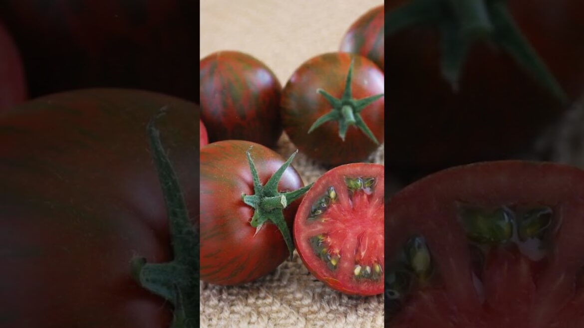 Tomato Purple Zebra