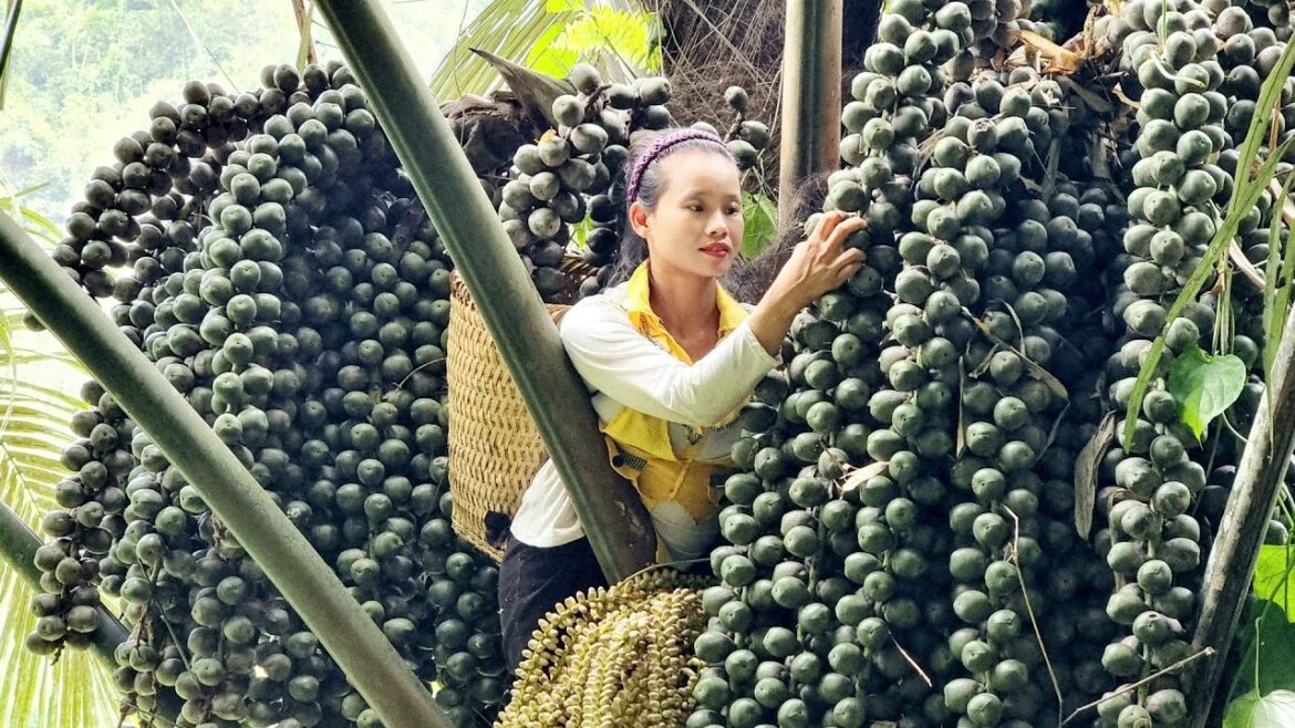 Harvest natural fruits to sell at the market - vegetable gardening l Lý Thị Sai