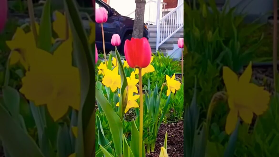 May 7, 2023 Spring Front Yard GARDEN TOUR zone 5A Canada #gardentour #gardening #garden #shorts