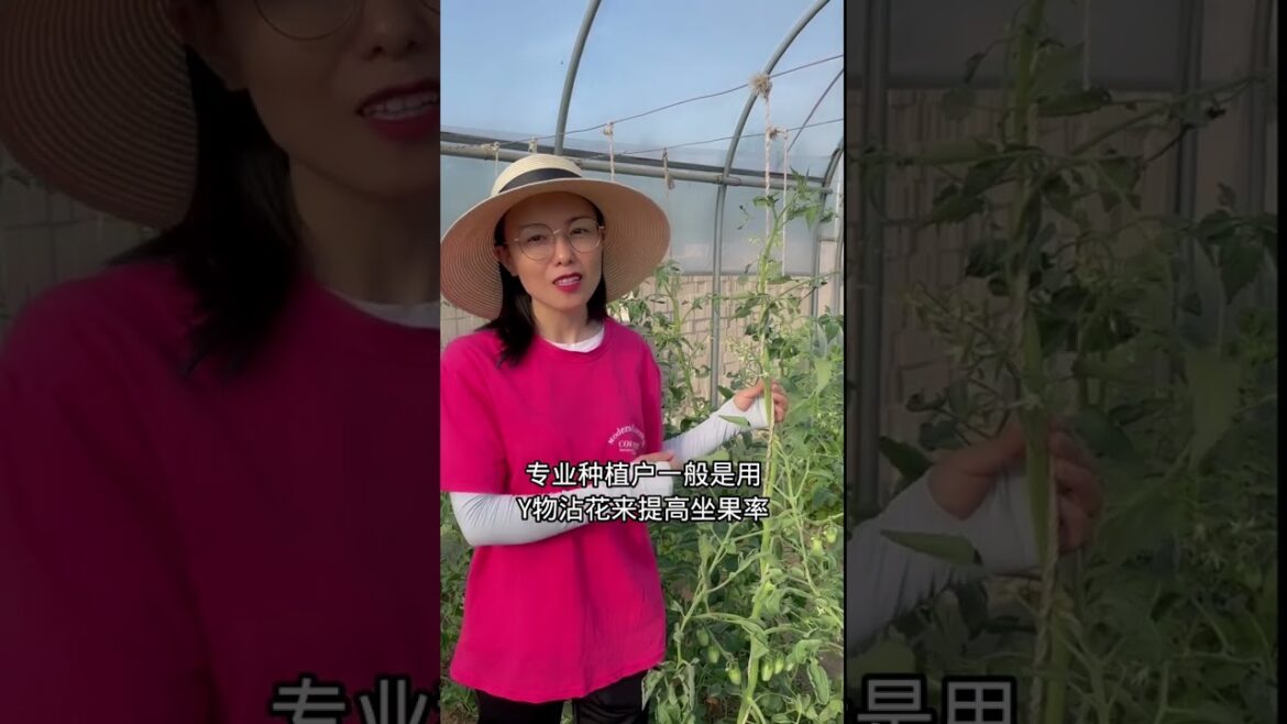 how to growth vegetable /gardening ideas for home