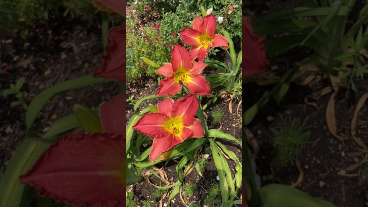 πβ¨ DAYLILY Party πΈπ So many flowers are blooming!~ #shorts #ytshorts #flowers #gardening πβ¨ DAYLILY Party πΈπ So many flowers are blooming!~ #shorts #ytshorts #flowers #gardening