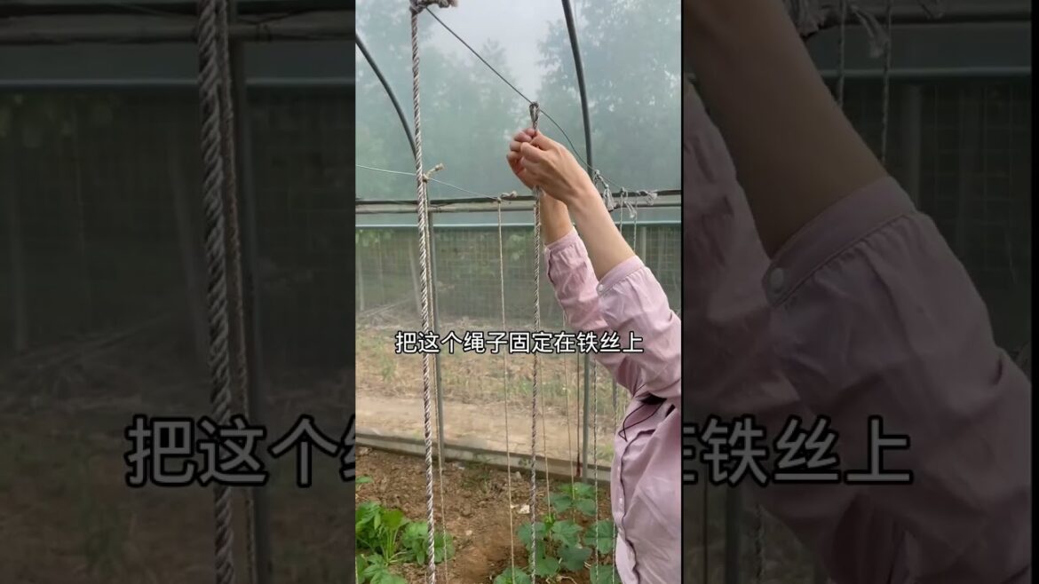 how to growth vegetable /gardening ideas for home how to growth vegetable /gardening ideas for home