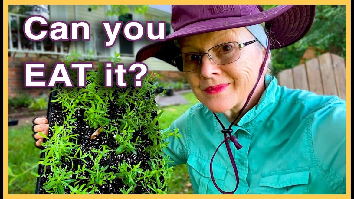 Kaye Kittrell: Can you MAKE IT till the NEXT HARVEST? Can you MAKE IT till the NEXT HARVEST?